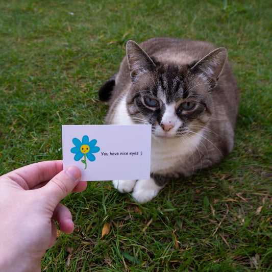 Cat receives a compliment